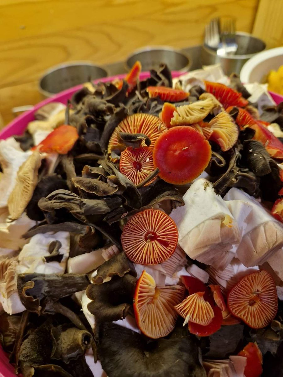 VisitPecka's tweet photo. Pecka i škola gljivarstva🥰🍄
Foto: Mirna Vujanovic https://t.co/AKltS8bIrj