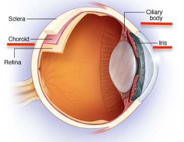 DrMunyangi's tweet image. Troubles oculaires après les  💉 💉 💉 de l&apos;ARNm C19. Troubles palpébraux, orbitaires, cornéens, uvéites, rétiniens, vasculaires, neuro-ophtalmologiques, troubles de la motilité oculaire...
ncbi.nlm.nih.gov/pmc/articles/P… 
Une revue de la littérature : 58 articles scientifiques.