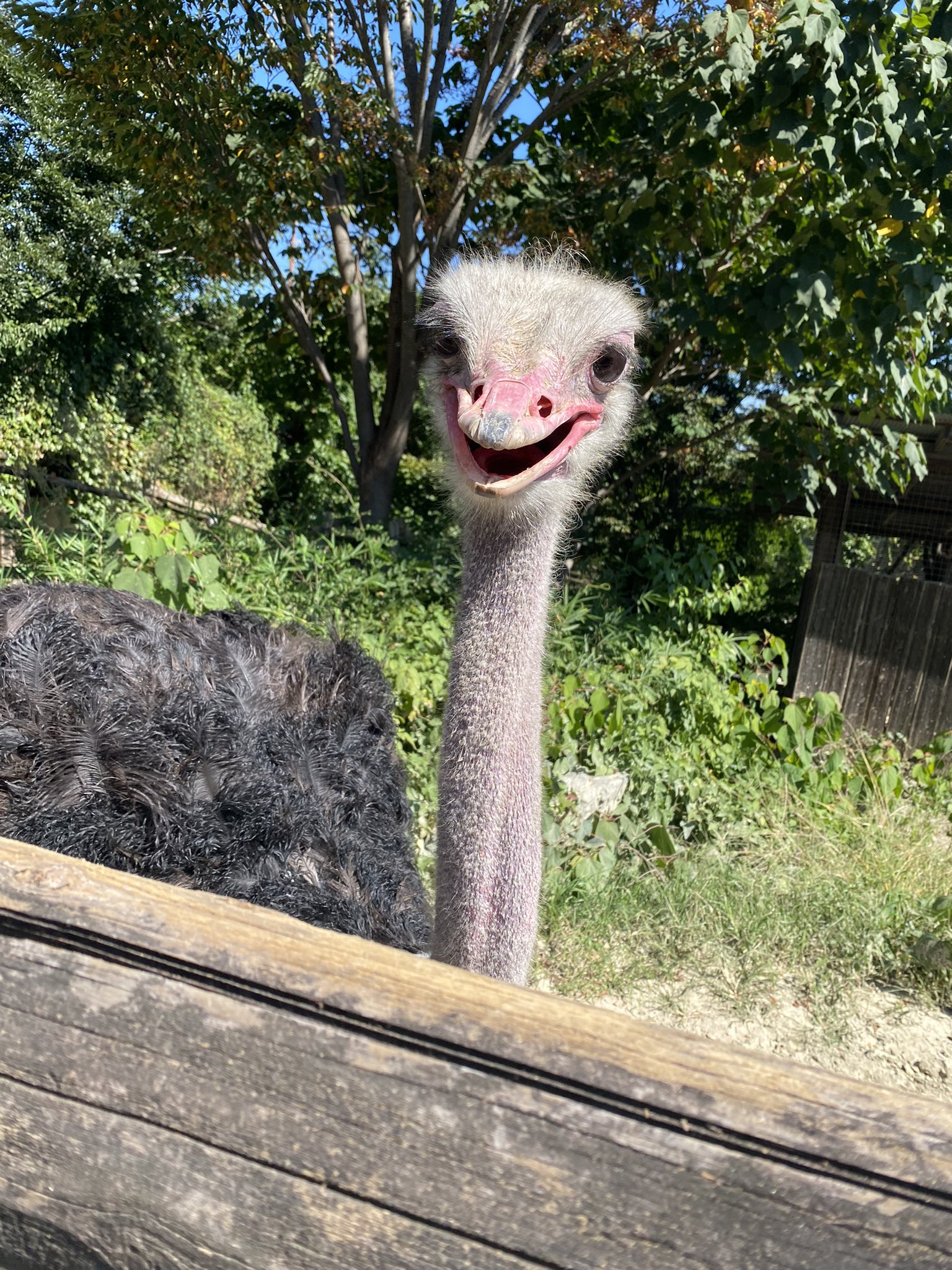 寺崎裕香 ダチョウさん めっちゃええ顔しとる 撮影byしーたむ Miabyss T Co Q51kf3oqu4 Twitter