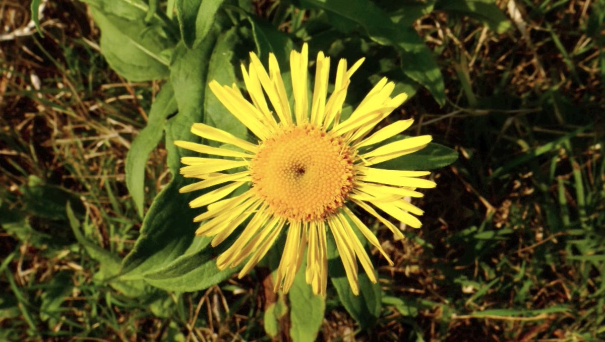 FloraNederland's tweet photo. Reis mee door onze flora. Engelse alant uit de Composietenfamilie. Tijdens de bloei vallen in de uiterwaarden van de rivieren de tamelijk grote goudgele hoofdjes op van de Engelse alant. https://t.co/Qa5XjBae16
#plantendichterbij #alant https://t.co/on0dHIbGs5