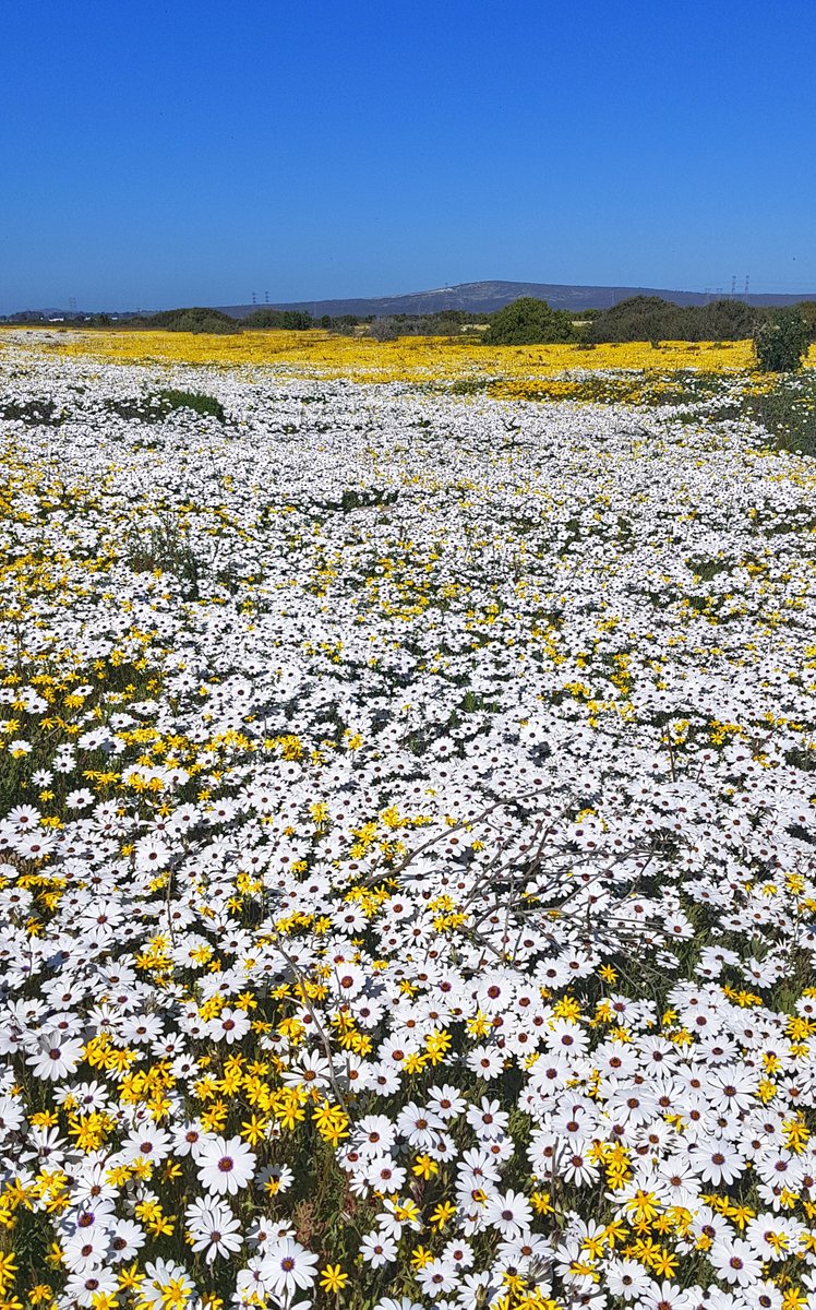 TripAdvisorCT's tweet photo. Spring has finally sprung! Start popping those hayfever pills as the sneezing season has just started! #capetown #tripadvisor #spring #travel https://t.co/ICA3umvtMa