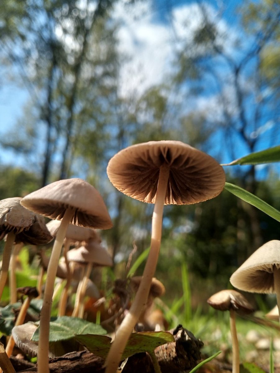 thejackdawspen's tweet photo. A little mycological forest discovered on my morning constitutional. #AViewFromBelow #mushrooms #NaturePhotography https://t.co/5fh1fyzdTd