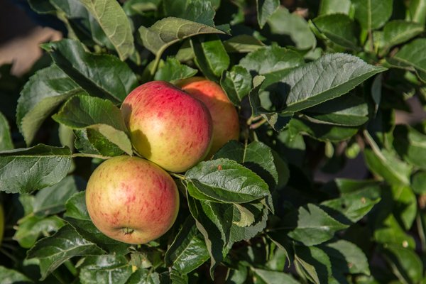 HelmsleyWalledG's tweet photo. Apples love cold temperatures. Apples kept in the fridge rather than at room temperature tend to stay fresher for up to 10 times longer. Keeping them in the fridge means they can stay fresh for up to 3 months.

@HelmsleyWalledG #AppleMonth #AppleFact https://t.co/tbljKIbW03