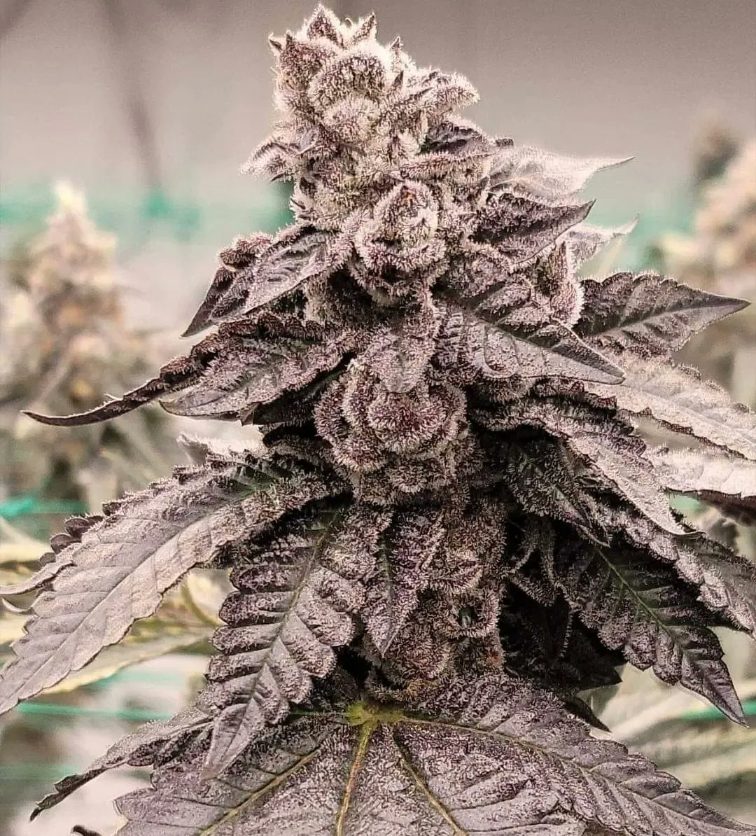 snoopdoggslungz's tweet photo. 📸 Frozay 2.1
🌱(ig) herewegrownow 
#weed https://t.co/UrooIDr9pU