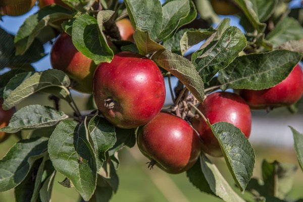 HelmsleyWalledG's tweet photo. Most apple trees need another apple tree of a different variety to produce fruit. Pollinators move the pollen from one tree to another to fertilise each blossom. Crab apples can also help to cross pollinate.  @HelmsleyWalledG #AppleMonth #AppleFact https://t.co/t260rVy0sj