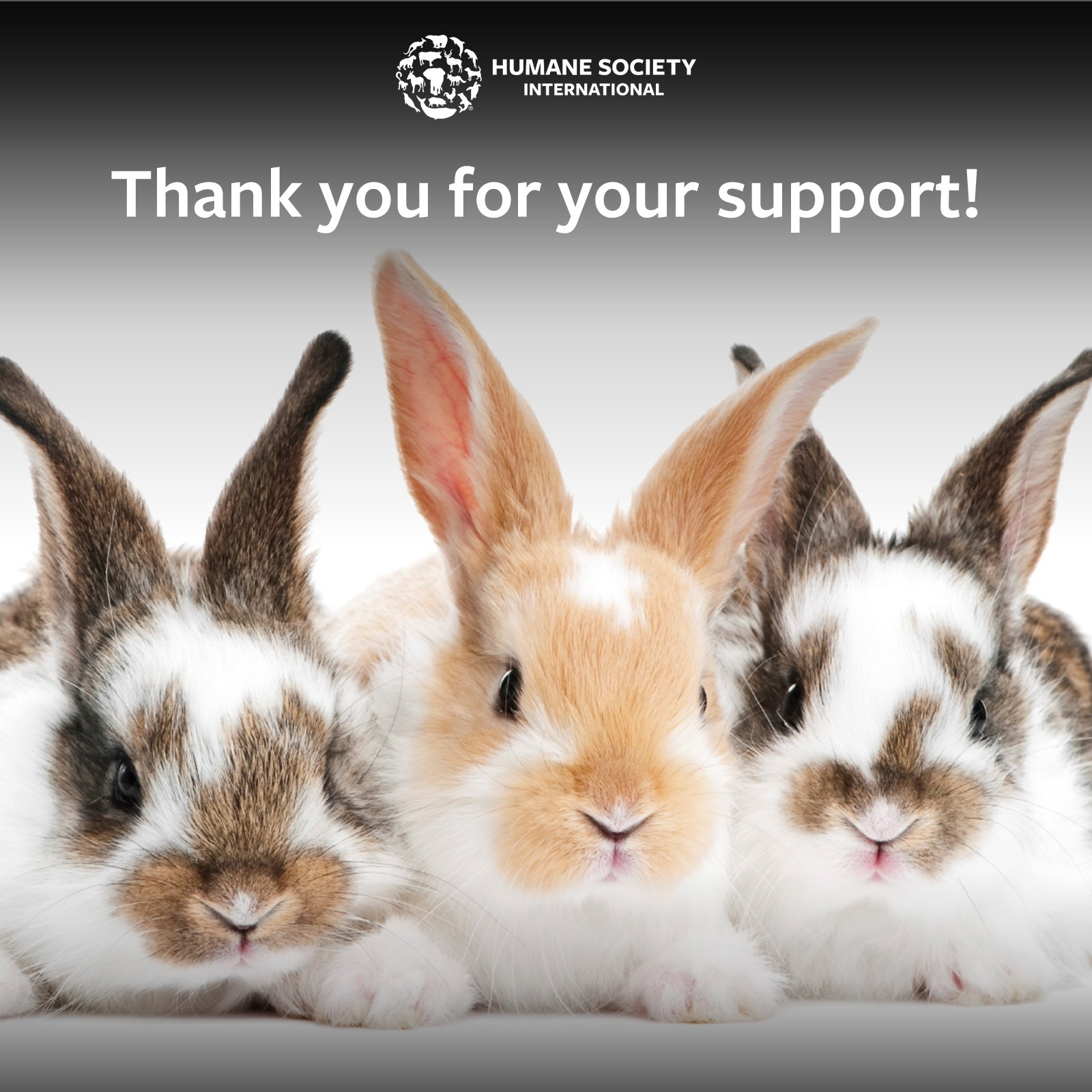 hsi-end-animal-testing-campaign-on-twitter-we-love-our-amazing