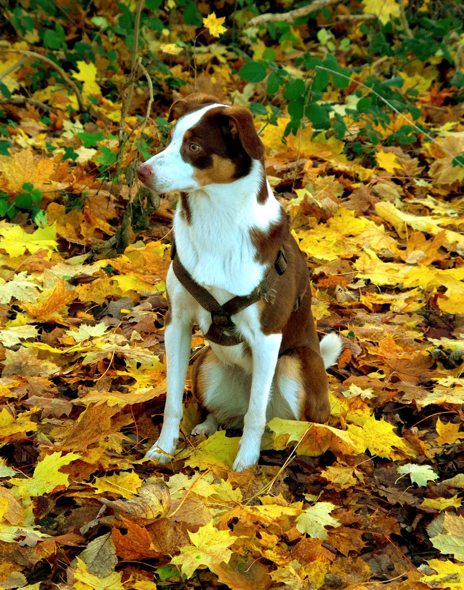 Are you guys ready for fall?

#DogsOnTwitter #Dogs #Autumn #NOSE