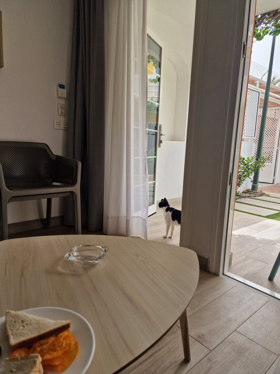 Random catto came to do a sniff test of my bungalow "everything alright in here ma'am?"