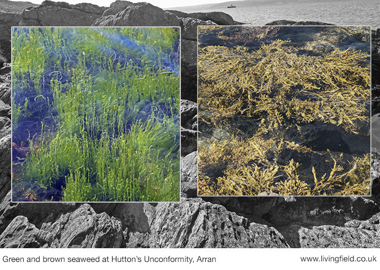 Went to find James Hutton’s Unconformity on Arran a few weeks ago. What a mind, to notice the two contrasting rock strata, and revise our understanding of geological time! A freshwater stream runs to the sea just by the Unconformity causing a botanical one <a href="/JamesHuttonInst/">James Hutton Institute</a>