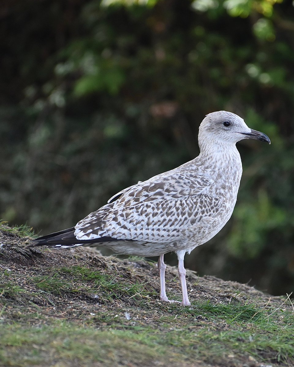 Herring Gull in Brixham, Devon, UK #birds #birdphotography #birdwatching #TwitterNatureCommunity #BirdsSeenIn2022