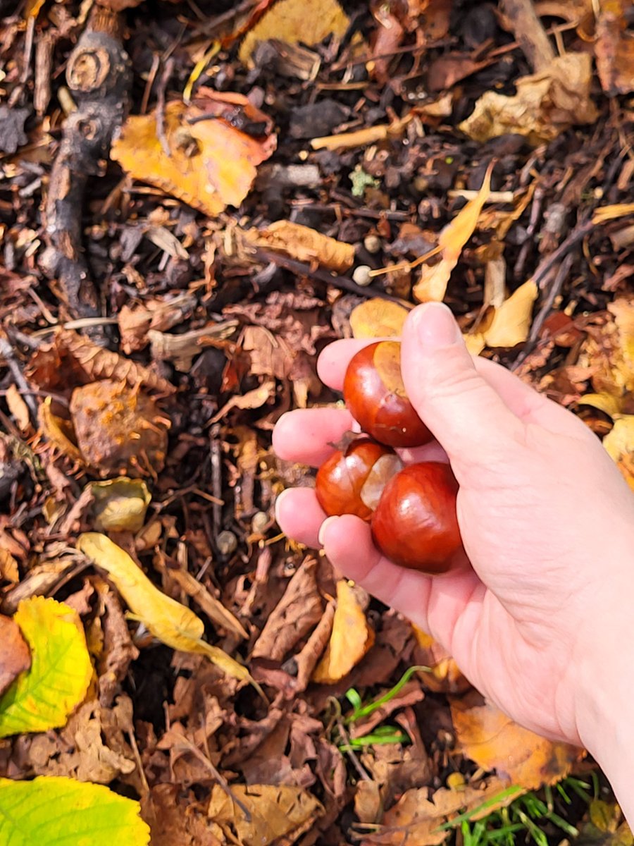 MrsMHedley's tweet photo. Just a woman pushing her baby through Queens park getting excited about all the conkers and leaves. That's P1's sensory play sorted 😂🍂🌰 #playistheway #playmatters https://t.co/6d3FVeW0rv