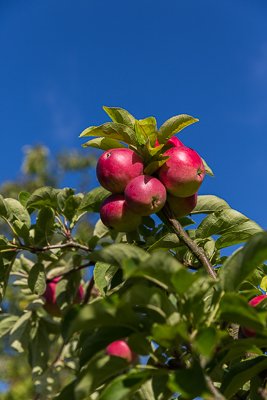 HelmsleyWalledG's tweet photo. Apples originated in Kazakhstan in central Asia. They probably travelled along the trade route known as the Silk Road on their way to being grown around the world.

@HelmsleyWalledG #AppleMonth #AppleFact https://t.co/sI0OkkYU9X