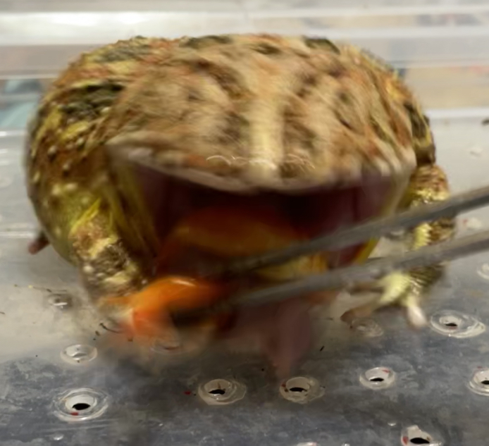 ᴊᴜᴍᴘɪɴɢ!ғʟʏɪɴɢ!ᴡᴀʟᴋɪɴɢ!ʀᴜɴɴɪɴɢ! tweet media