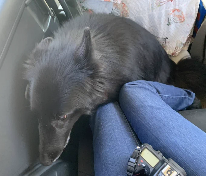 お出かけの車中でこの狭っまい足元にきて行儀良く座ってる犬を見て 
