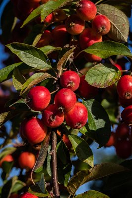 HelmsleyWalledG's tweet photo. In Norse mythology, the apple tree was the tree of immortality and the goddess Idunn, keeper of apples, fed the apples to all the gods and goddesses, keeping them young forever. @HelmsleyWalledG #AppleMonth #AppleFact #AppleMyth https://t.co/qkNJrGq7O5