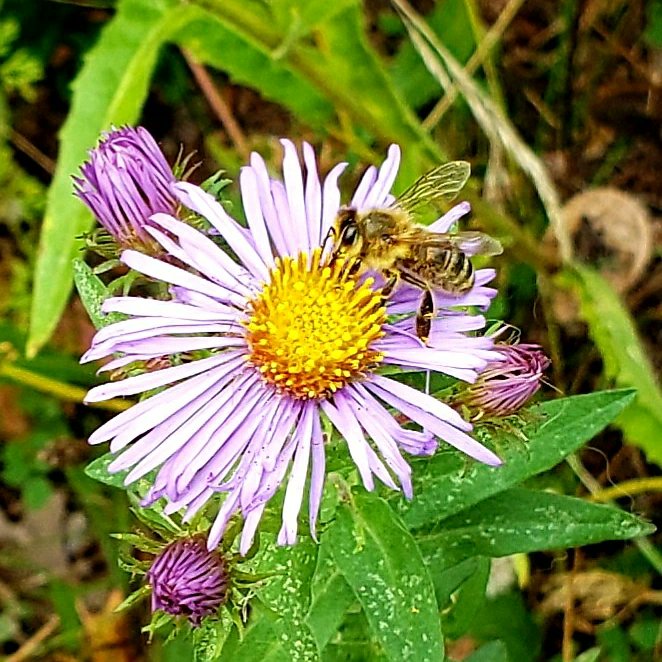 marilynarcher28's tweet photo. "The curious passion for a small insect can transcend barriers of politics, race and language and bring strangers together as friends." ~ Eva Crane 🐝
#autumn2022 #naturephotography #TwitterNatureCommunity #beephoto #TwitterNaturePhotography #HamOnt https://t.co/MADaNW6pRU