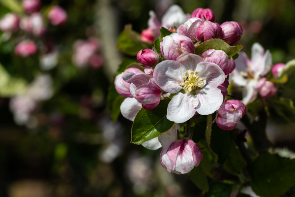 HelmsleyWalledG's tweet photo. In the Arthurian legend the island of Avalon the Isle of Apples, and its very name, originally Welsh refers to the fruit. Geoffrey of Monmouth’s Life of Merlin enchanted isle as being populated by many apple trees. @HelmsleyWalledG #AppleMonth #AppleFact #AppleMyth https://t.co/DQhGmcYBJG