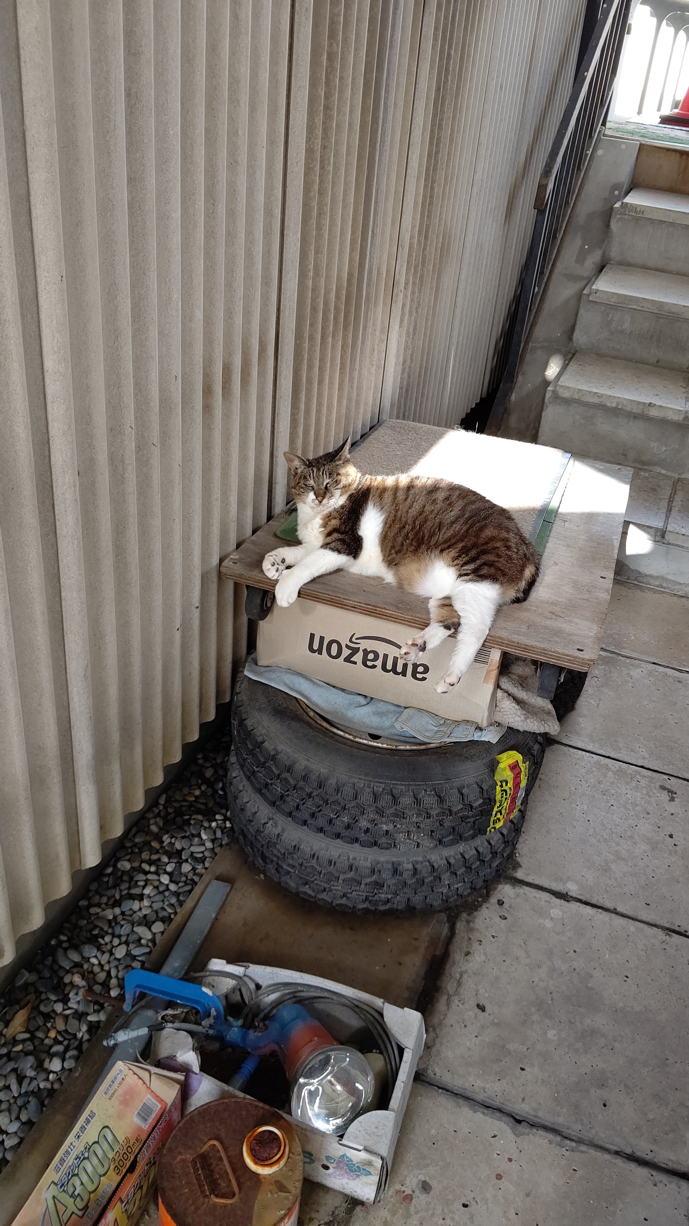 保護ねこカフェ レトロゲーム 漫画カフェ ねこがすき Ishikawanonoic2 Twitter