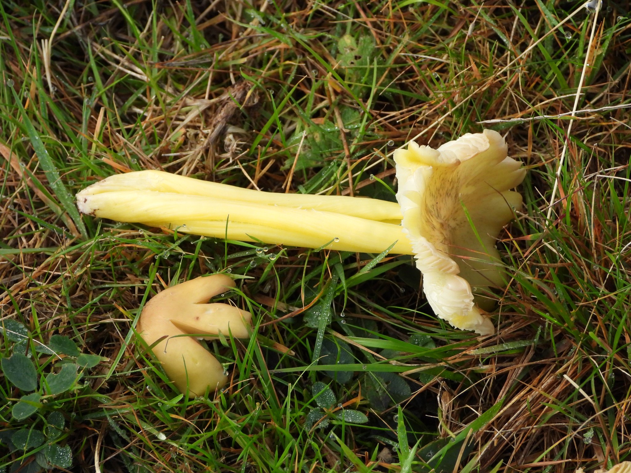 Neville Davies (Nature With Nev) on Twitter "The local woolly