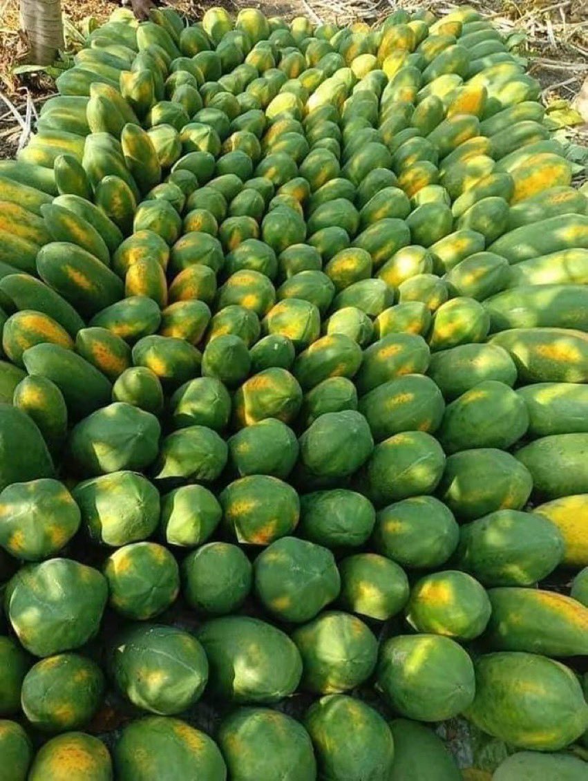 UzayisengaGerm1's tweet photo. If you know you know
#Secrety held by farmers https://t.co/UjrCoAgvKK