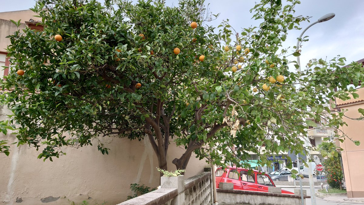 ItalyWith's tweet photo. Have a great Sunday everyone! 🍋

#tft #goodmorning #italy #buongiorno #italia #street #thephotohour #sicily #stormhour #trees #streets #capodorlando #sicilia #streetphotography #foodphotography #sundayyellow https://t.co/6Wkvow6zzg