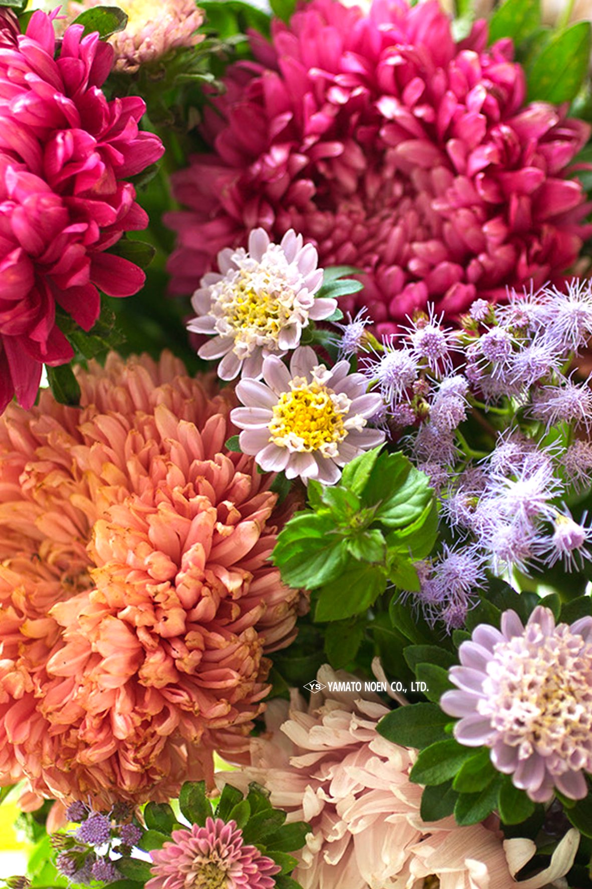 大和農園 通信販売部 公式 9月1日キャンペーンスタート 壁紙配布 なんと大和農園から公式の 待ち受け壁紙の配布開始しました カレンダーもお付けしております W و どうぞご利用ください T Co Sdyr1ngdy6 Twitter