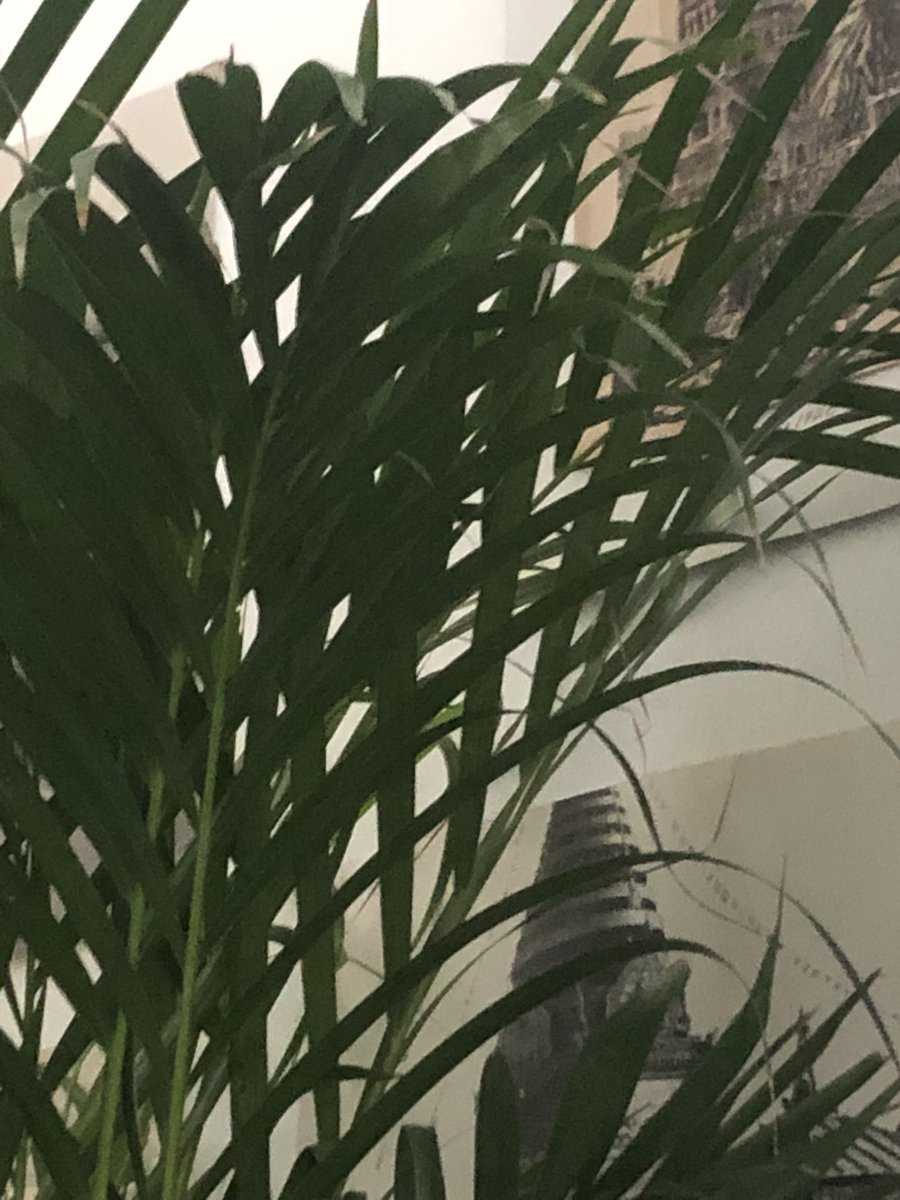 My plant looks like a beta barrel…