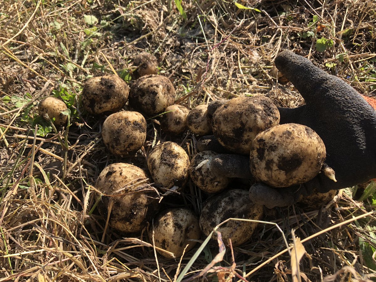 numa_MFD21's tweet photo. 遅めのジャガイモ掘り🥔
家族みんなで収穫。
小ぶりで量も少ないけど家で食べるには十分かな！

#自然農1年目
#不耕起
#自給自足への道
#うまくいかないけどおもしろい https://t.co/2ZtnzuHr6l