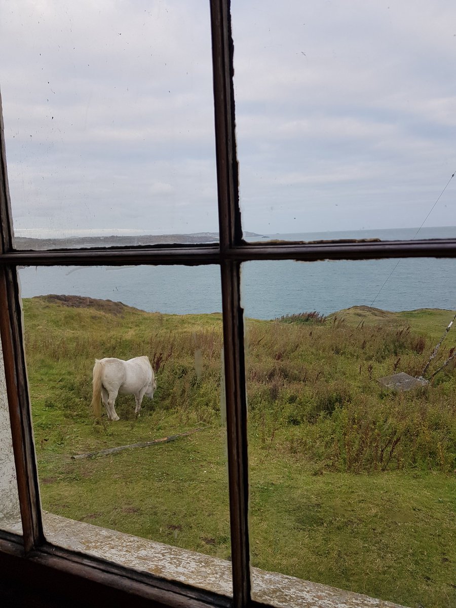 kendie's tweet photo. The horses have popped by to say morning. #PointLynasLighthouse #Anglesey https://t.co/deNU2wiw3M
