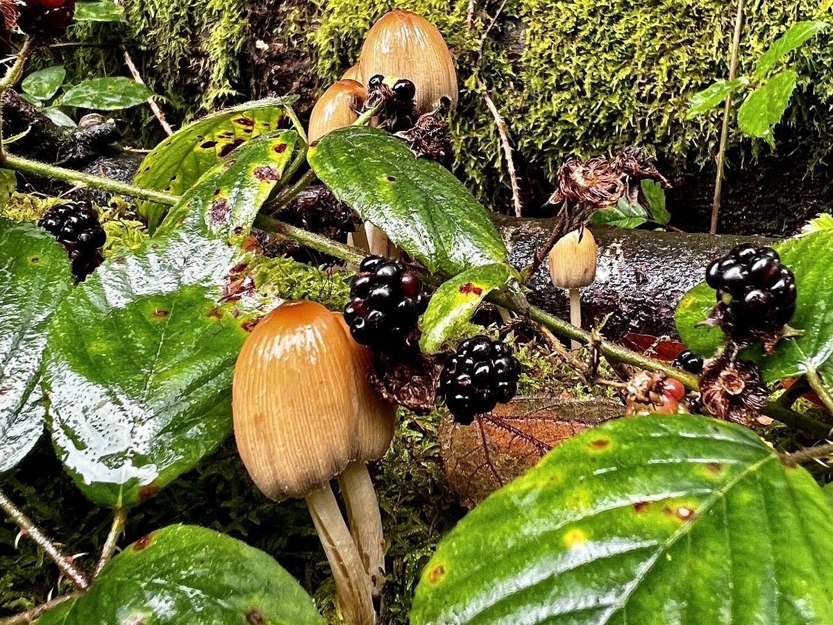 faerymere's tweet photo. ‘Tis the season of mists and mellow fruitfulness’ #JohnKeats #ToAutumn #Grasmere #LakeDistrict #LoveUKWeather #Mushrooms #Brambles #SecretPlaces @CumbriaWeather @StormHour @ThePhotoHour https://t.co/8fQ4V4LpGQ