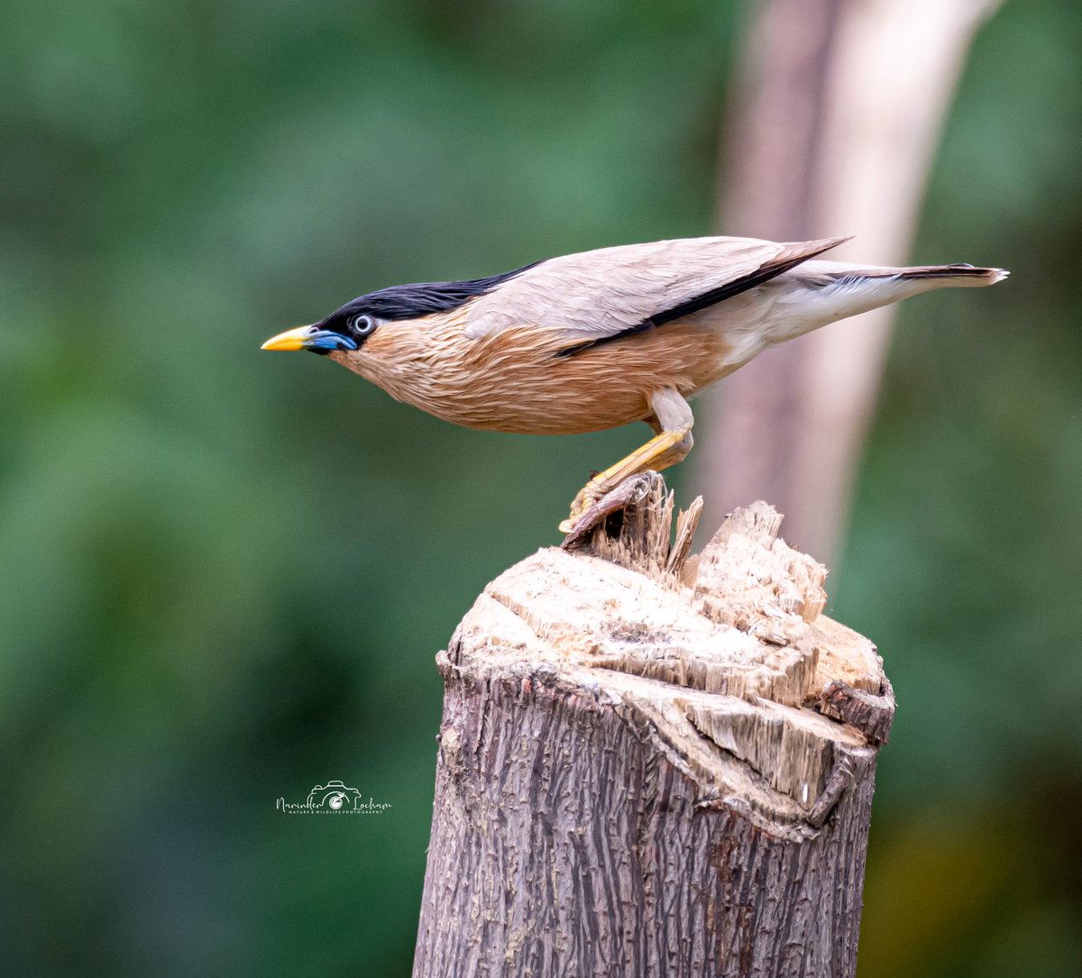 Bird id : Brahminy Starling
#BirdsSeenIn2022 
#birdwatching 
#TwitterNatureCommunity 
#BBCWildlifePOTD 
#nature 
#wildlife 
#BeautyInEverything 
#beautiful 
#brahminystarling 
#Nikon