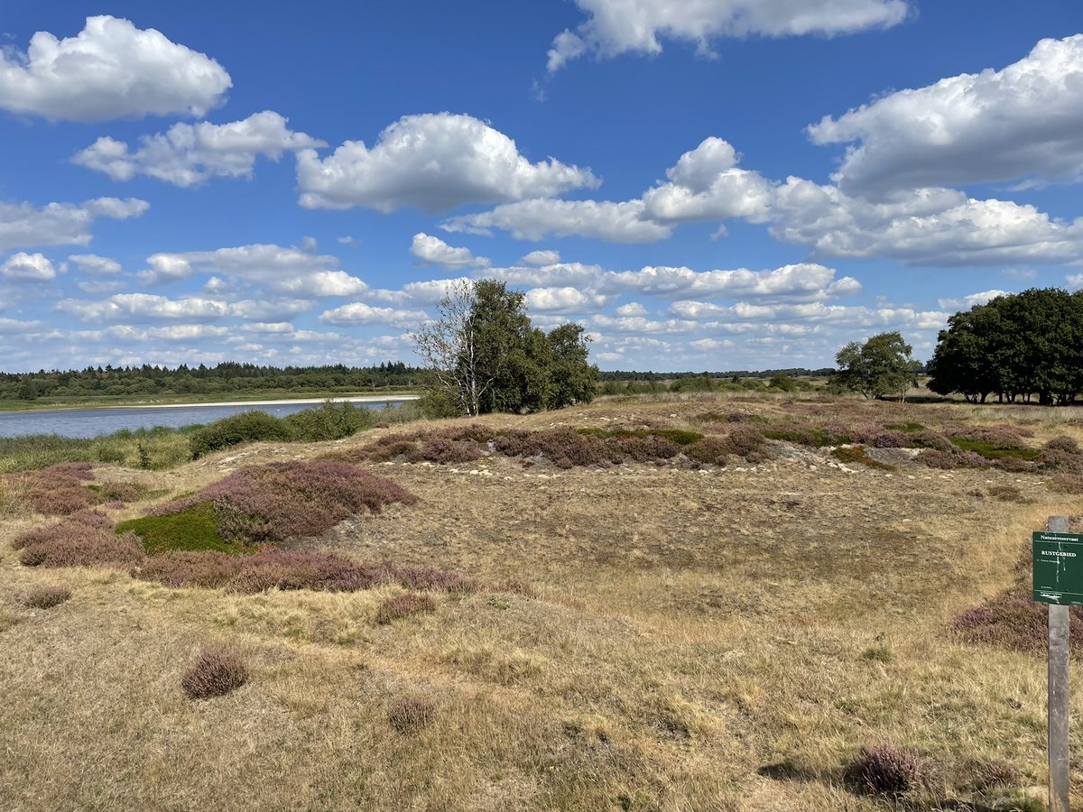 Groenehartstoc1's tweet photo. Na het sluiten van de aardappelmeelfabriek #Oranje in 1980 is dit vloeiveldensysteem omgevormd tot het #Vogelreservaat #Diependal. In he let waterrijke gebied leven veel bijzondere moeras- en watervogels, maar hebben veel te lijden onder de droge zomers. #Hijken https://t.co/egtaIOwSJJ