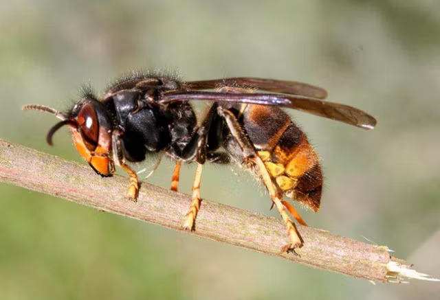 Amelia_Smith25's tweet photo. Asian hornet alert as #insects  spotted in #Unitedkingdom https://t.co/X0Hpcd969O