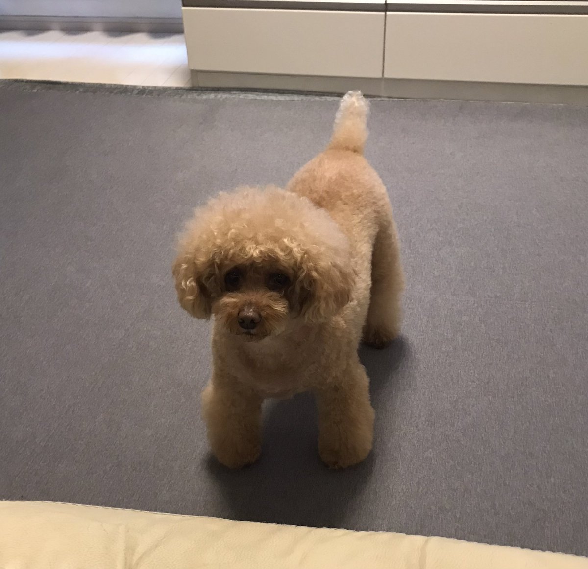 opepelele's tweet photo. さっきからなんか訴えてる⁇

なんすか⁇ww
#トイプードル　#犬のいる暮らし　#デカプー https://t.co/qdfkHiBKhB