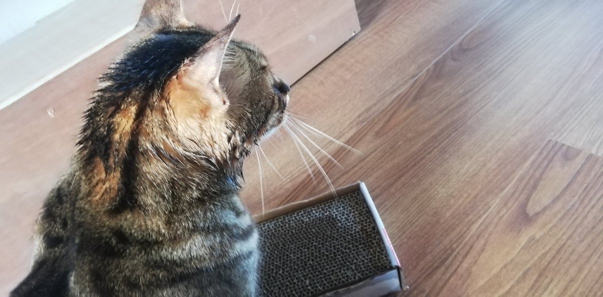 PopTarantula's tweet photo. Happy new cardboard scratcher day #Goose ๐บ
#drool #punkcat #chinning
#soggymoggy #eeew #catnip
#teambengal
#CatsOfTwitter https://t.co/8TfeNH3b6M