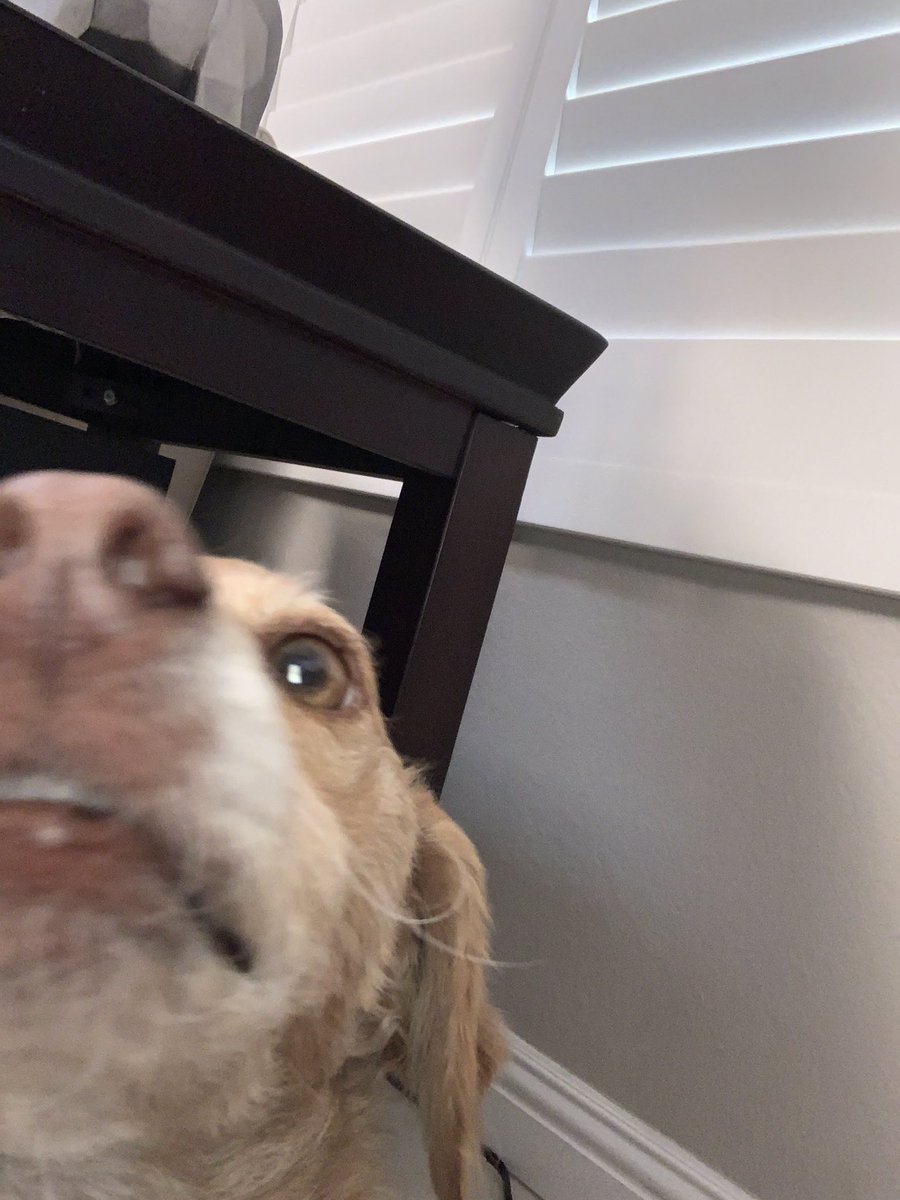 soybeeenss's tweet photo. #makspace HERES A DOG ❤️ https://t.co/aK0yDkeWTP