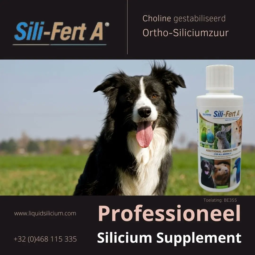 robinseveri's tweet photo. ๐
Speciaal Silicium #voedingssupplement ๐งซ voor HONDEN ๐ถ๐๐ฆฎ๐โ๐ฆบ๐ฉ
๐ Sili-Fert A is #Choline gestabiliseerd #Orthosiliciumzuur @ 2,8%
.
#harderbetterfasterstronger
.
๐ spijsvertering
.
๐ฆฎ Sterkere botten en pezen
.
๐ถ Algemeen goed gestel
.
https://t.co/u2C5bN9uiR
.
#siliferta https://t.co/z8RudrAv9P
