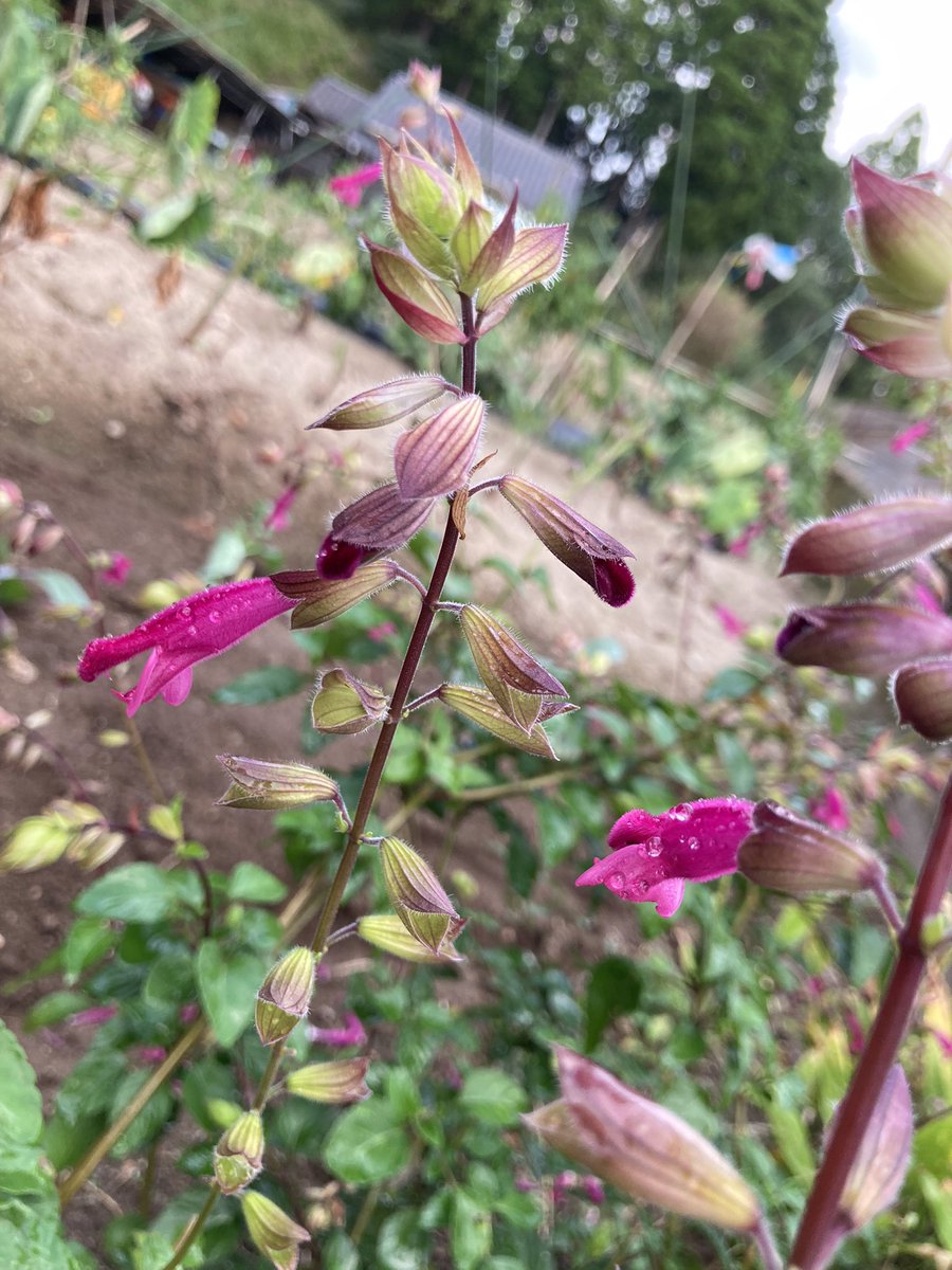 みんなの サルビア おいしい 口コミ 評判 食べたいランチ 夜ごはんがきっと見つかる ナウティスイーツ