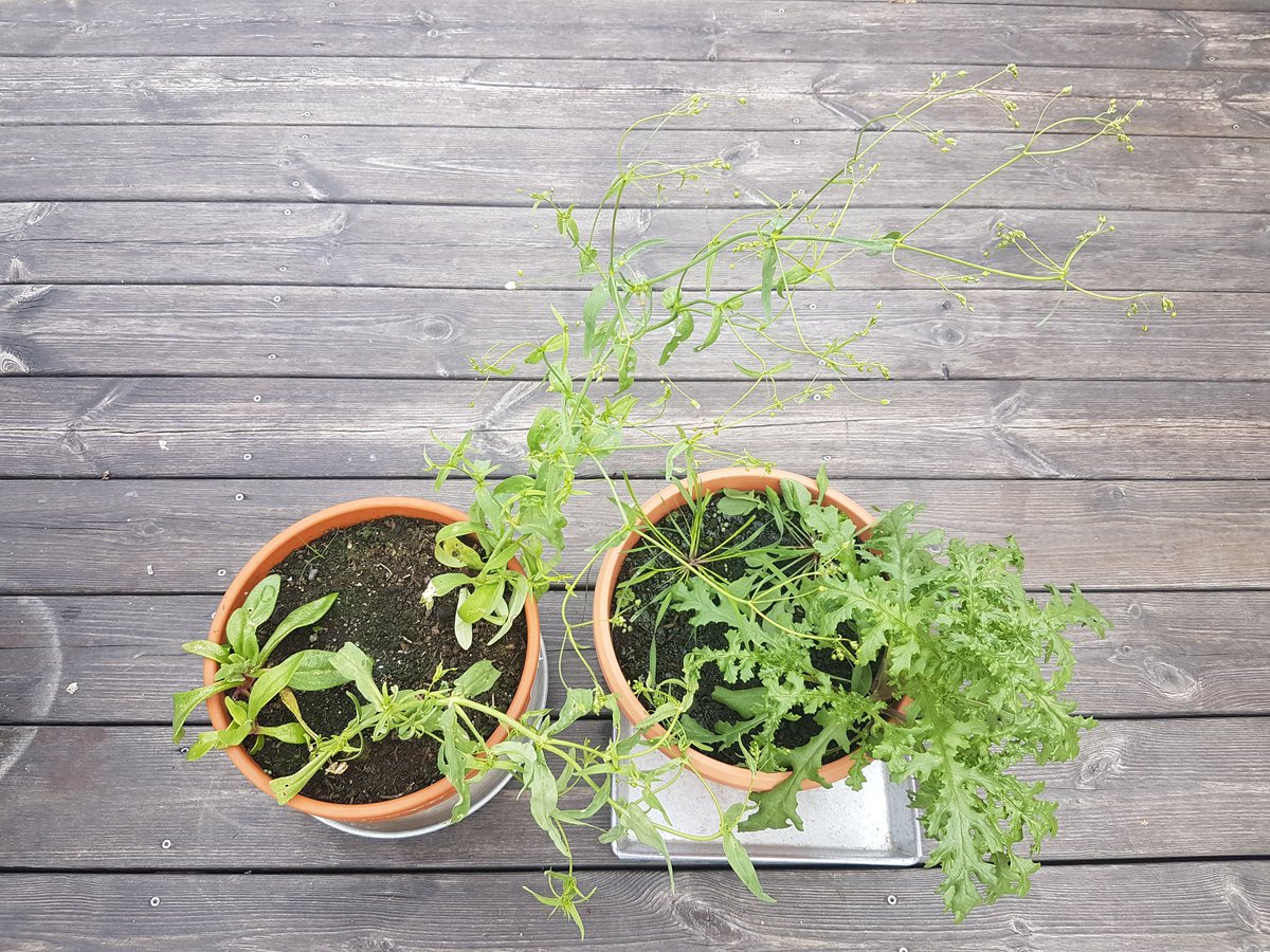 LabPuhar's tweet photo. The plants from the flyers picked up at #FCOM22 for the @FEMSmicro Congress 2023 in Hamburg have grown (yield from 2 participants)! Any help with species identification? 1 Arabidopsis, 1 grassy intruder (?), and...? https://t.co/7QGBdRwzX9