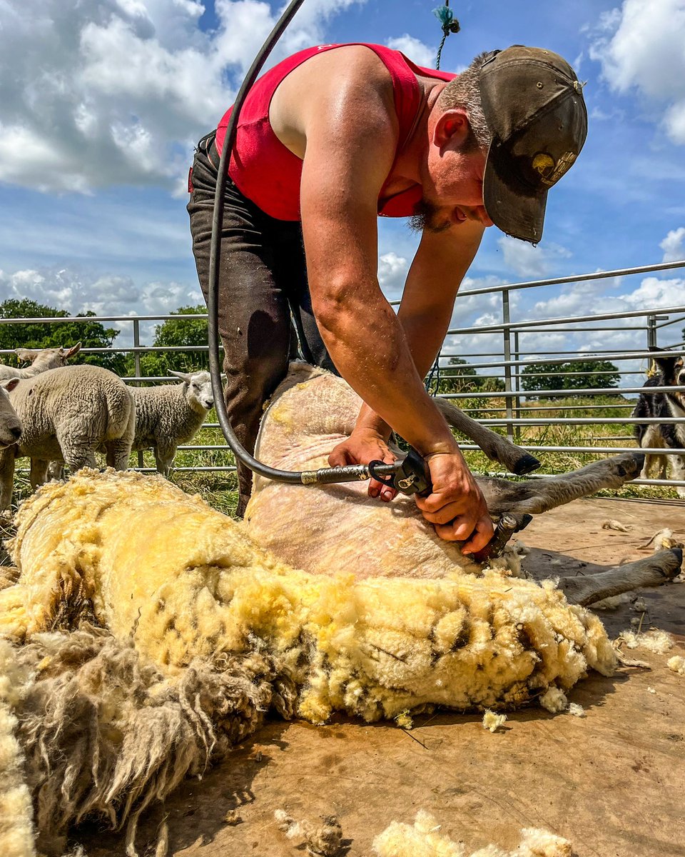 honestfarmer_'s tweet photo. One driven, ambitious young farmer seeks share farming opportunity/other potential joint ventures. Many years of experience/skills. Business minded. Have own flock of sheep, related equipment, all rented land, open to any offer or help. If you don’t ask you don’t get #farming #rt https://t.co/ThFy9lwqcT