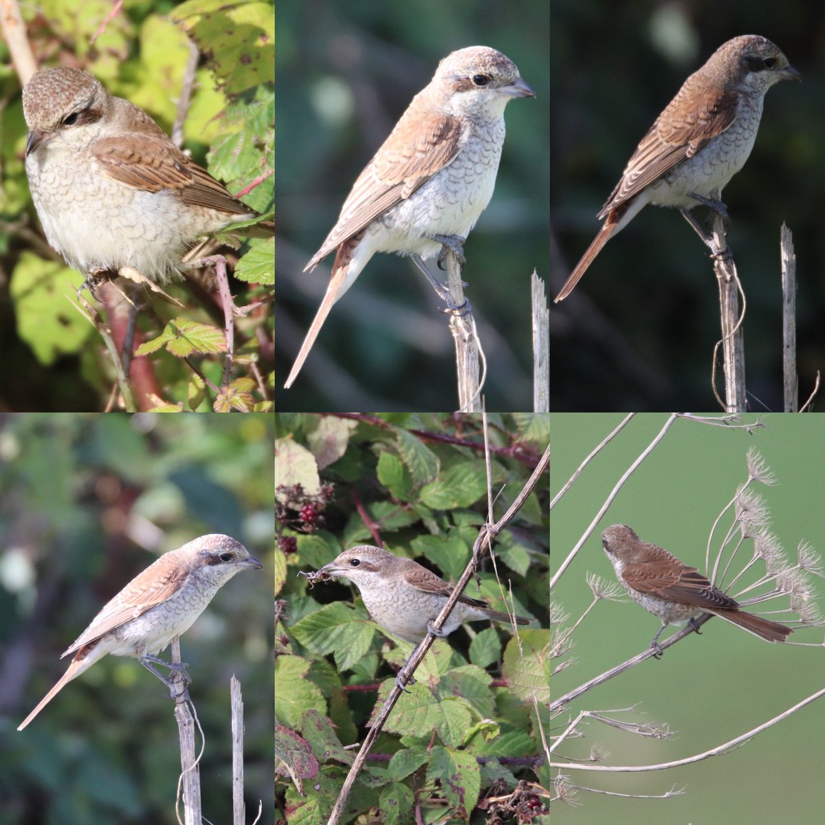 Cooperful1's tweet photo. Short cycle trip yesterday to find the Medmerry Red-backed Shrike. What a show-off it was!!! https://t.co/qrcw5u67Gd