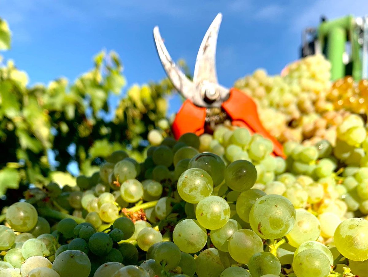 CasaPrimicia's tweet photo. Tiempo de vendimia
#Viura #Vendimia #Vendimiando #Uvas #racimos #viticultura #viticulture #winemaker #enology #Rioja #riojaAlavesa #grapes #viñedo #vineyard https://t.co/9Dlfaa06Ge