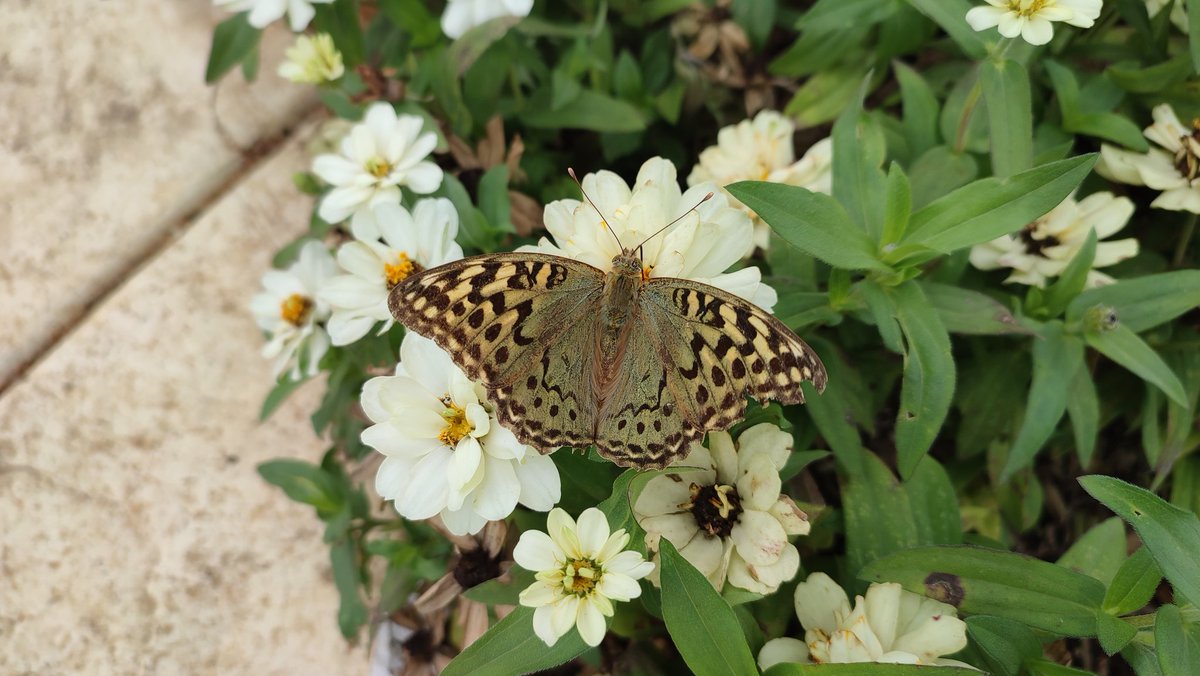 Petar_Markovic's tweet photo. Butterflies I've found on my trip to Knjaževac, Eastern Serbia.

1. Aglais io
🇬🇧: European peacock
🇷🇸: Dnevni paunovac

2. Argynnis pandora
🇬🇧: Cardinal
🇷🇸: Pandorina sedefica

3. Vanessa atalanta
🇬🇧🇷🇸: Admiral https://t.co/2vxONmNJxF