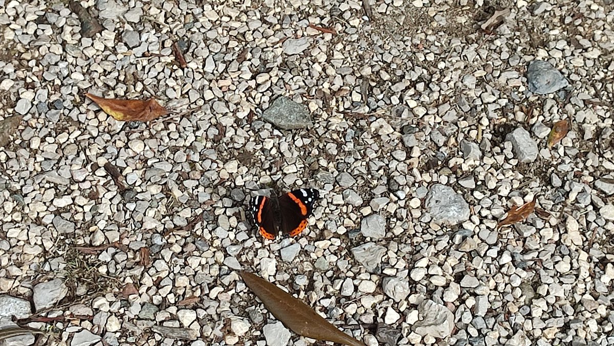 Petar_Markovic's tweet photo. Butterflies I've found on my trip to Knjaževac, Eastern Serbia.

1. Aglais io
🇬🇧: European peacock
🇷🇸: Dnevni paunovac

2. Argynnis pandora
🇬🇧: Cardinal
🇷🇸: Pandorina sedefica

3. Vanessa atalanta
🇬🇧🇷🇸: Admiral https://t.co/2vxONmNJxF