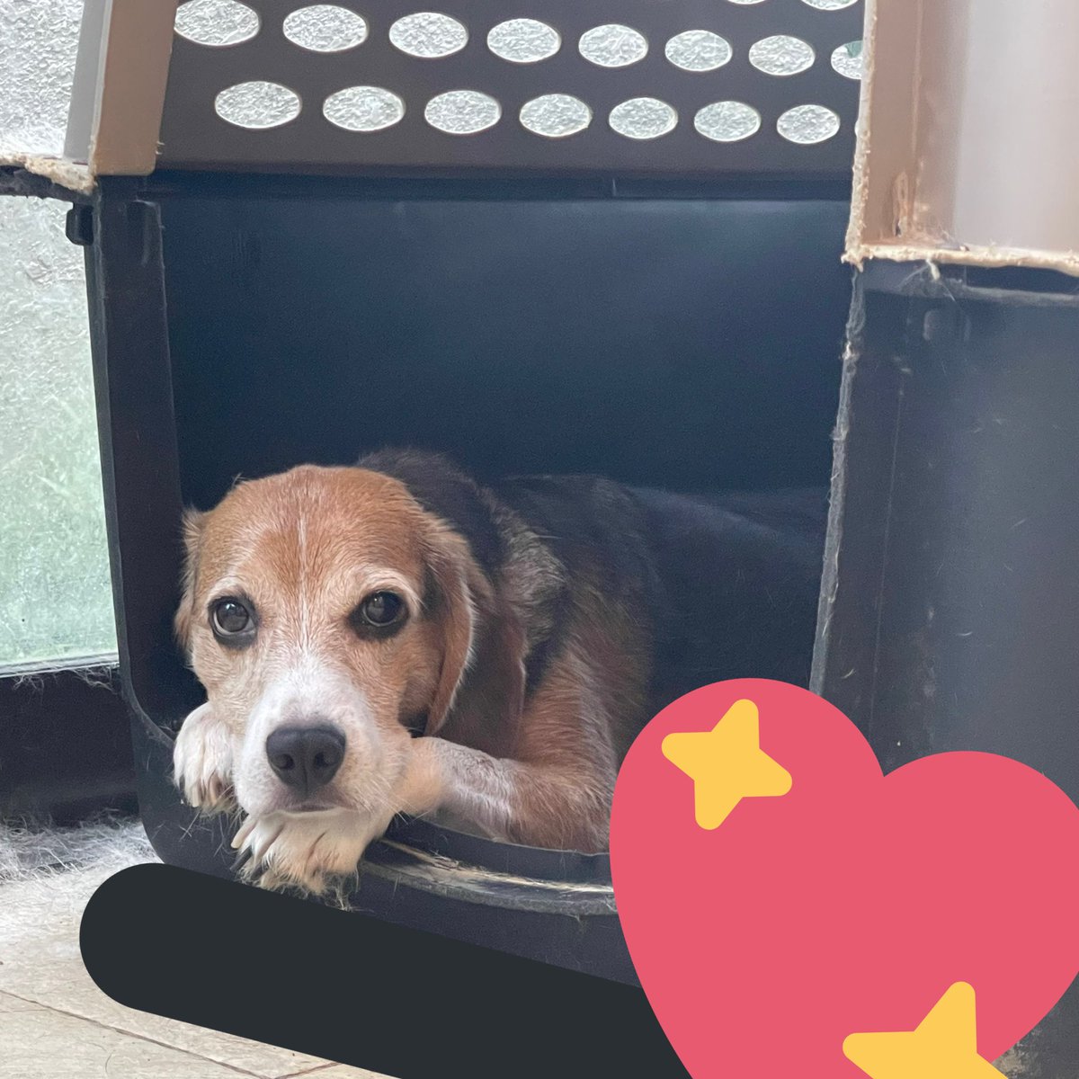 ネモ＆レオ tweet media