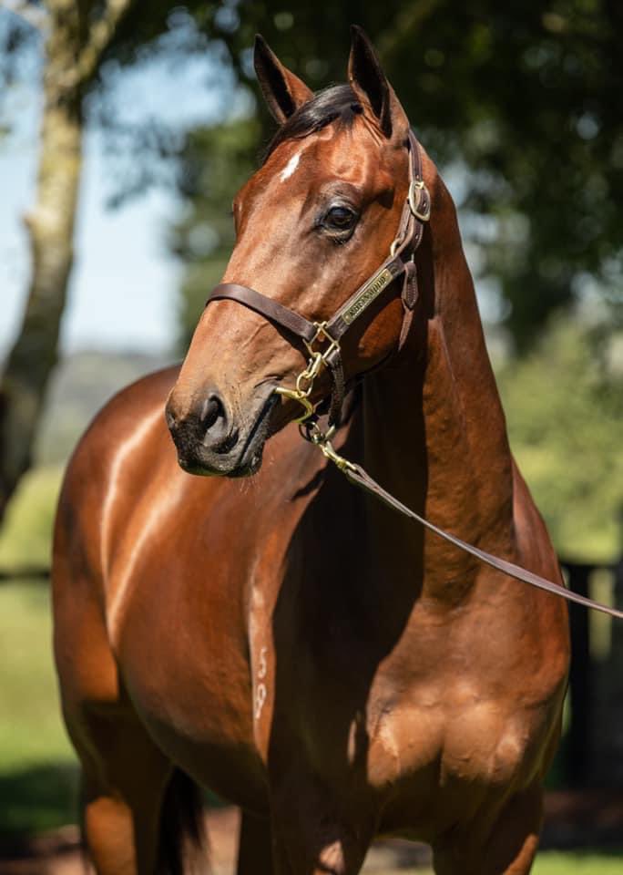 Rheinwood Pastoral Co (@rheinwood) on Twitter photo WINNER WINNER ๐ฅ Thatโs our boy Johnson, now known as #UpperLimits, salutes for his first win today R2 at #Northam for <a href="/Easthoperacing/">Easthope Racing</a> <a href="/TroyJags/">Troy Turner</a> , son of #Exosphere was an <a href="/mmsnippets/">Magic Millions</a> Adelaide purchase. Congratulations to all connections! #bredinthecoldhotonthetrack <a href="/Oaklandsstud/">Oaklands Stud</a> WINNER WINNER ๐ฅ Thatโs our boy Johnson, now known as #UpperLimits, salutes for his first win today R2 at #Northam for <a href="/Easthoperacing/">Easthope Racing</a> <a href="/TroyJags/">Troy Turner</a> , son of #Exosphere was an <a href="/mmsnippets/">Magic Millions</a> Adelaide purchase. Congratulations to all connections! #bredinthecoldhotonthetrack <a href="/Oaklandsstud/">Oaklands Stud</a>