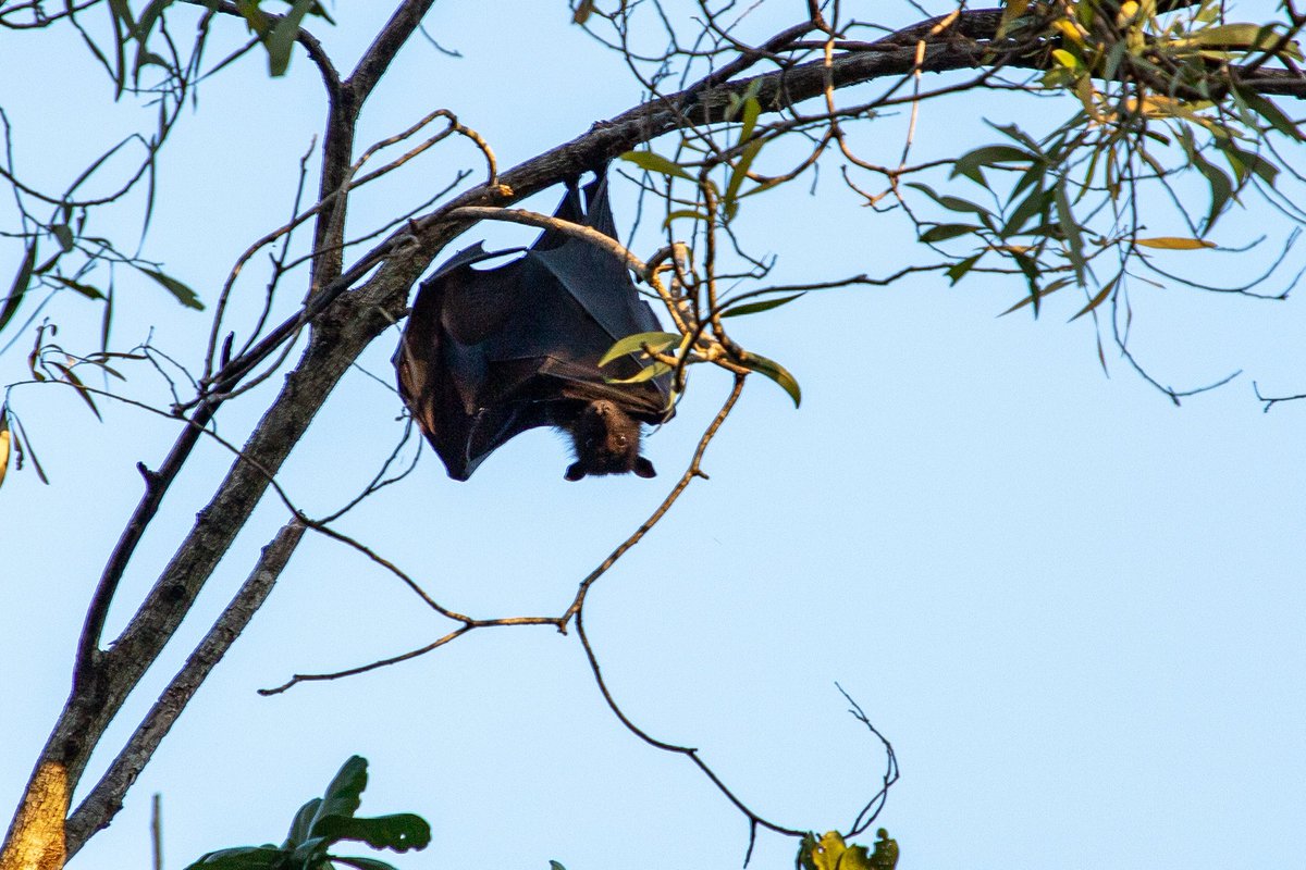 We’re being watched. New blog post: thebuzzbus.plant-evolution.org/?p=408