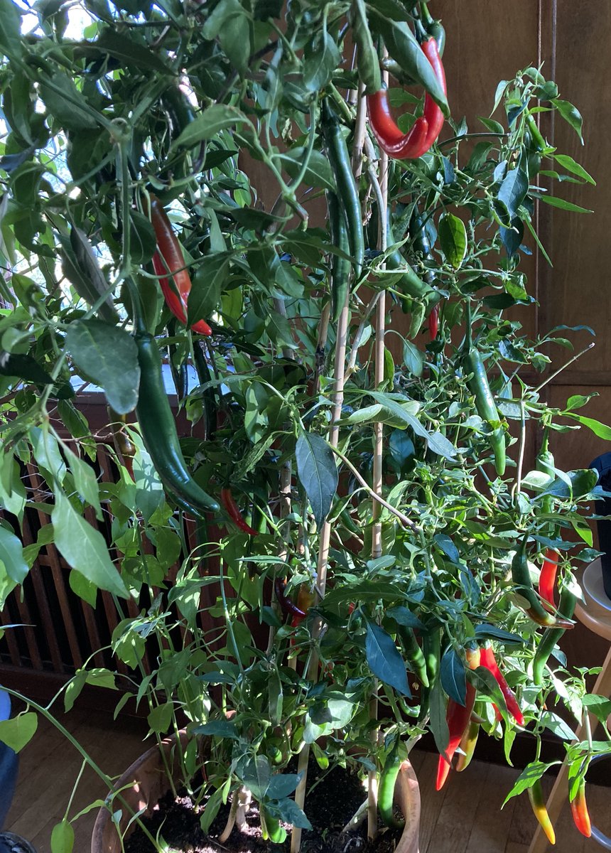 Lottamind's tweet photo. Förra årets Nobelpris i fysiologi eller medicin handlade delvis om capsaicinreceptorer – men  vilken upptäckt tror ni belönas imorgon? https://t.co/Jx25EZ99gz