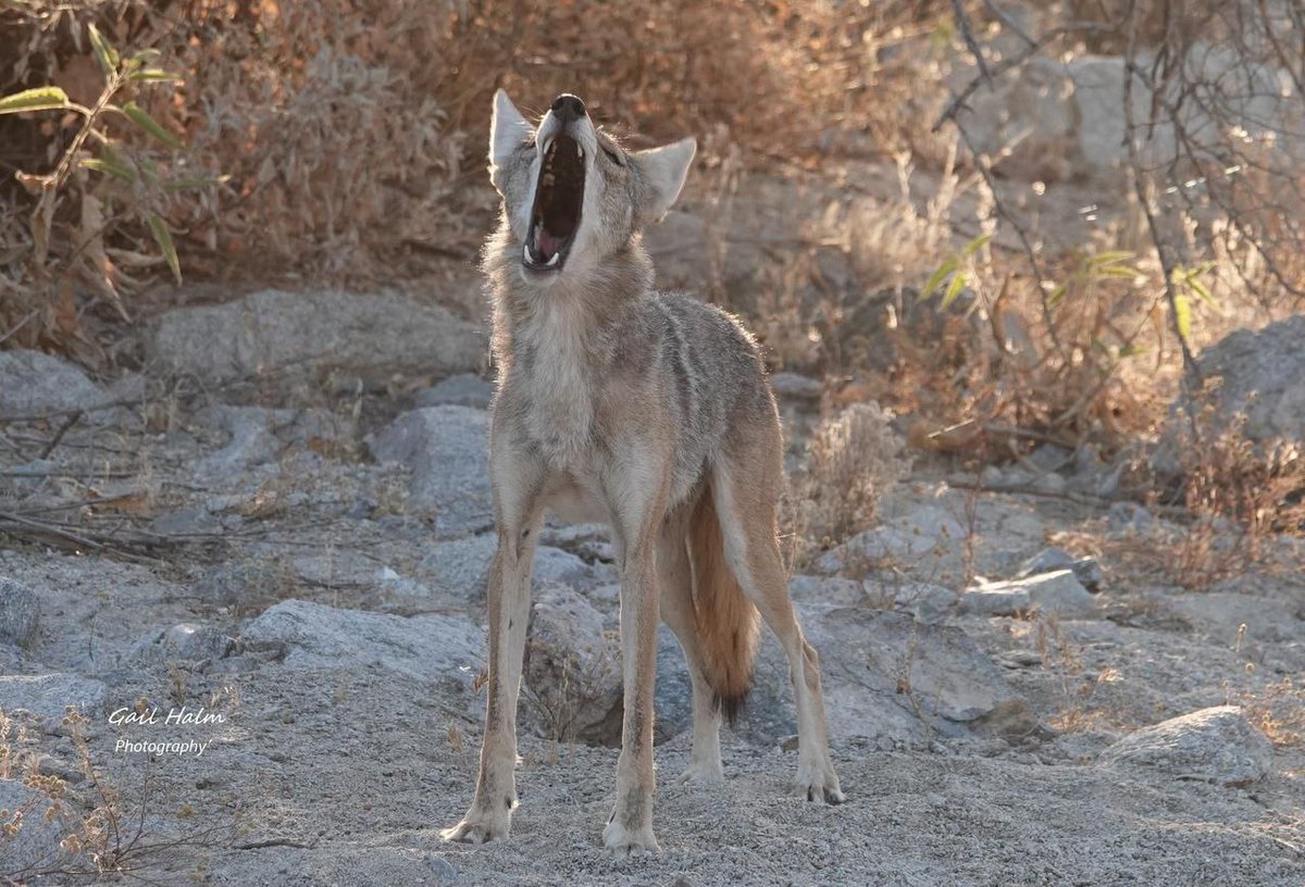 HourlyYote's tweet photo. [🔗](https://t.co/EEyCD7KlNM) https://t.co/tV7o9Z4qyy