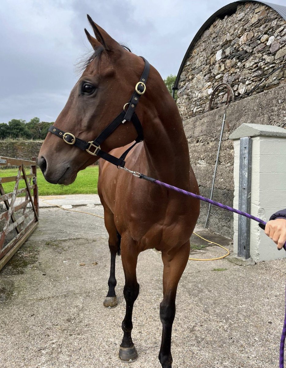 URSAMAJORRACING's tweet image. Sunday Special Offers

Ingleby Mackenzie - £350 for 2.5% with no training fees till April 

Magna Grecia / Camomile Lawn 
Yearling Filly - £700 for 2.5% with no training fees till April 

Kessaar / Dutch Decoy 
Yearling Colt - £500 for 2.5% with no training fees till April